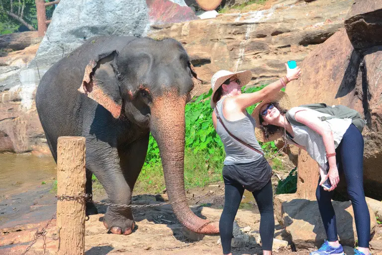 Falcon Ceylon Tours