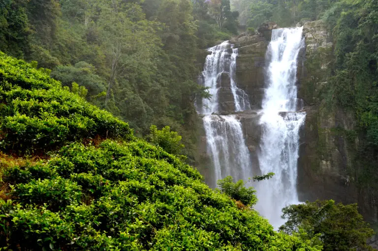 Falcon Ceylon Tours