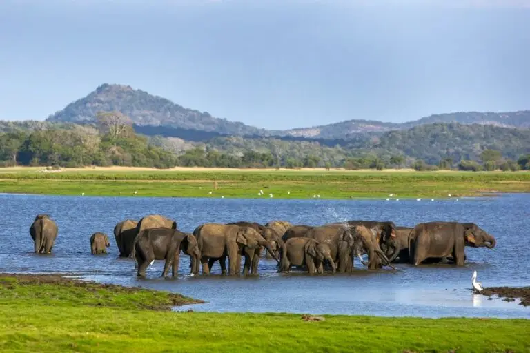 Falcon Ceylon Tours