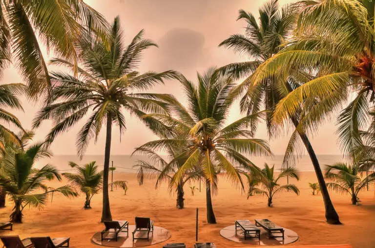 Falcon Ceylon Tours
