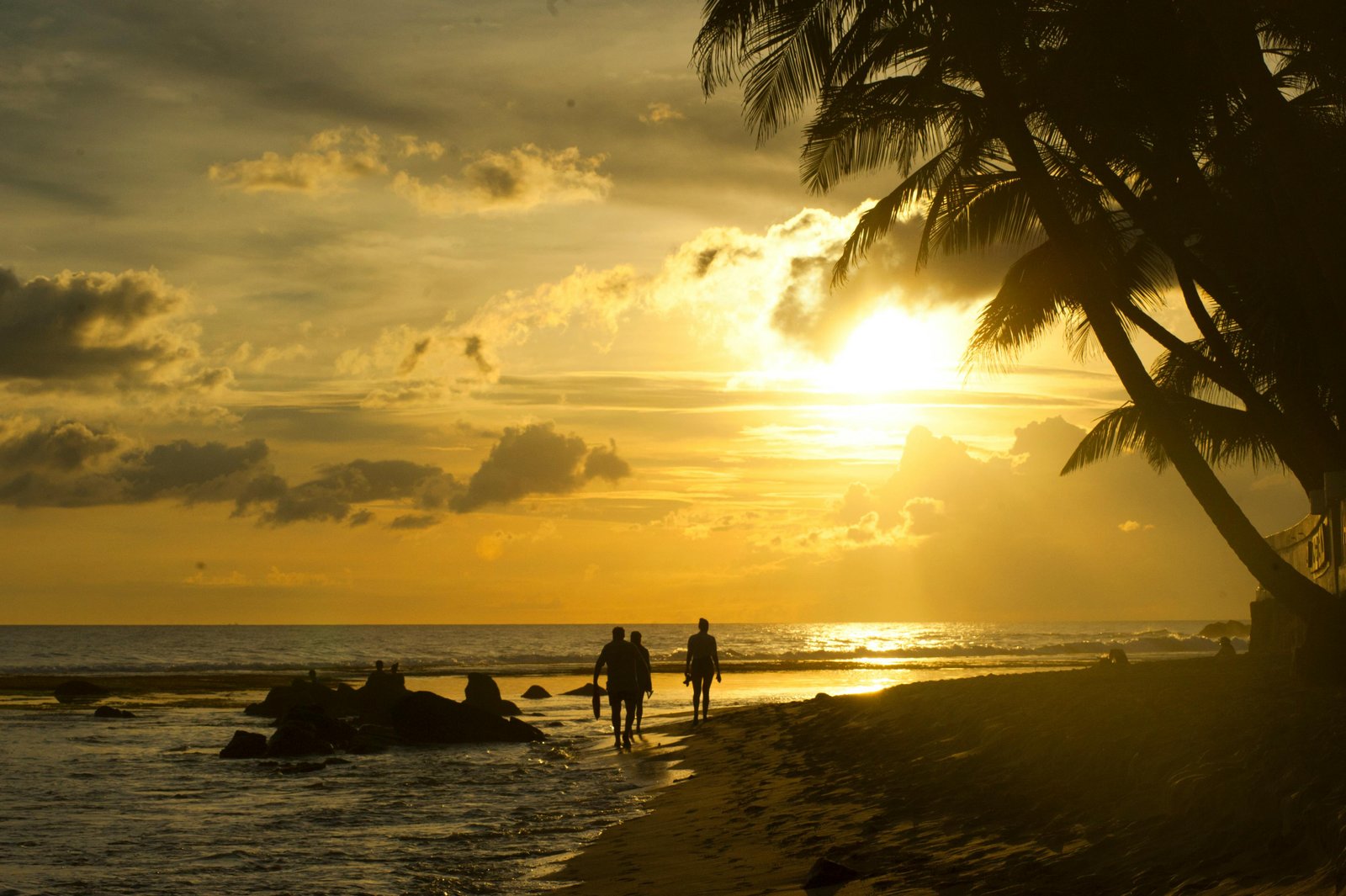 Falcon Ceylon Tours