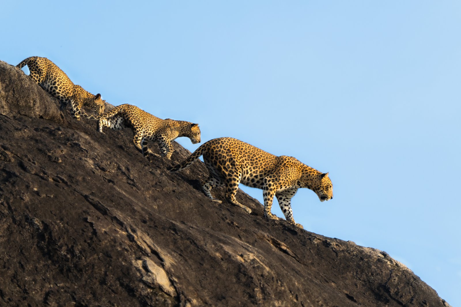 Falcon Ceylon Tours