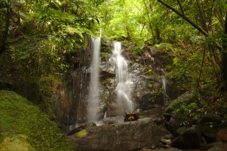 Falcon Ceylon Tours