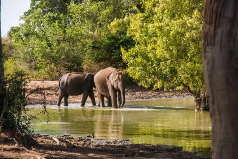 Falcon Ceylon Tours