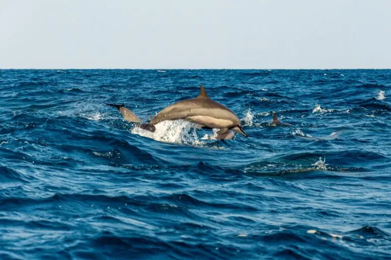 Falcon Ceylon Tours